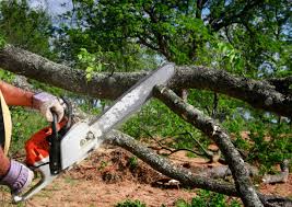 Best Tree Disease Treatment  in Winfield, MO