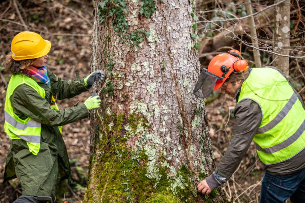 Best Commercial Tree Services  in Winfield, MO