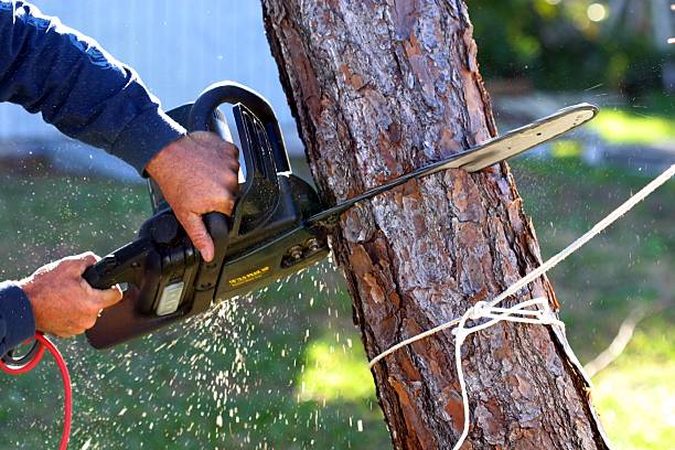 How Our Tree Care Process Works  in  Winfield, MO