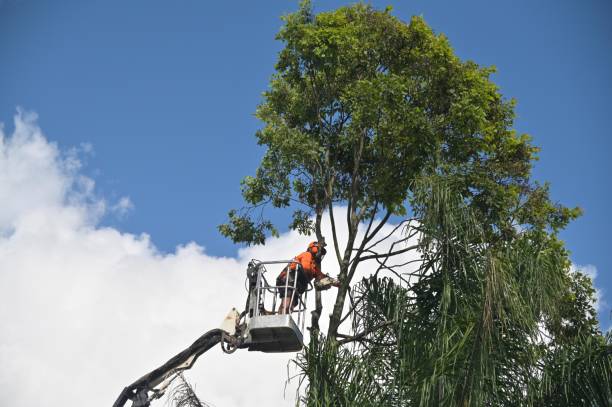 Best Storm Damage Tree Cleanup  in Winfield, MO