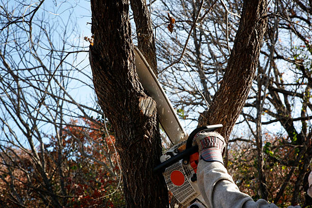 Best Seasonal Cleanup (Spring/Fall)  in Winfield, MO