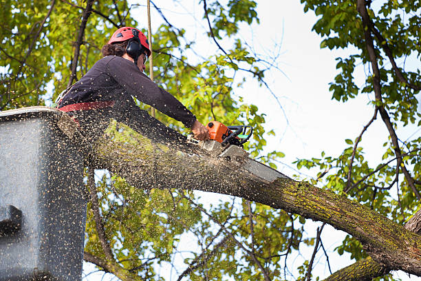 Best Tree Mulching  in Winfield, MO