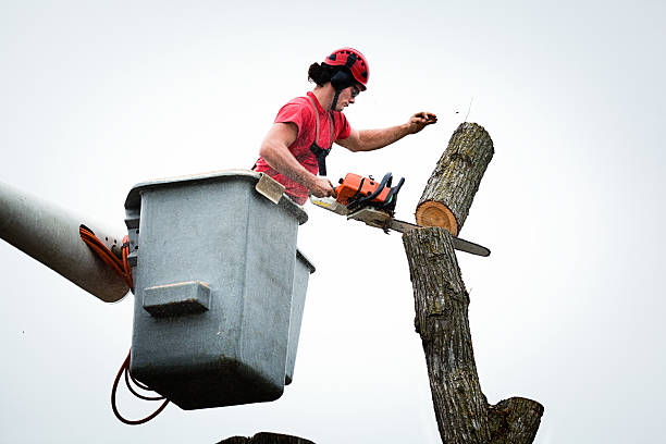 Trusted Winfield, MO Tree Care Experts