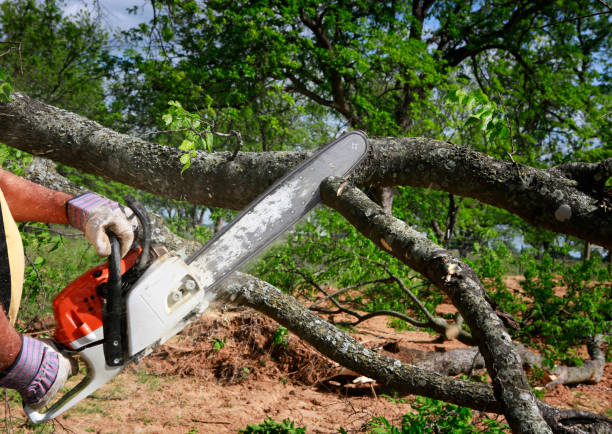 Best Tree Preservation Services  in Winfield, MO